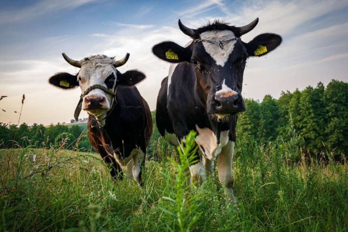 Insólito: secuestraron a dos vacas y pidieron rescate por $400.000