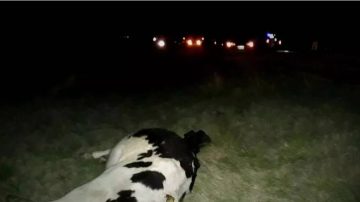 Misterio en la Ruta 9: hallan dos vacas muertas sobre la calzada a un kilómetro de distancia