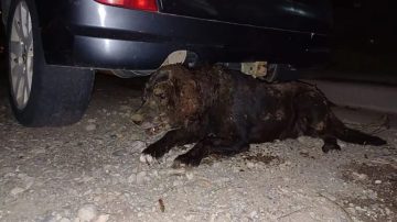 Indignante: torturaron y enterraron viva a una perrita