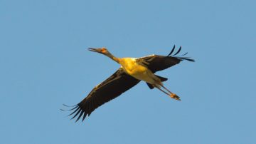 Se realizó el Censo Neotropical de Aves Acuáticas 2025 en la laguna de Tipiro