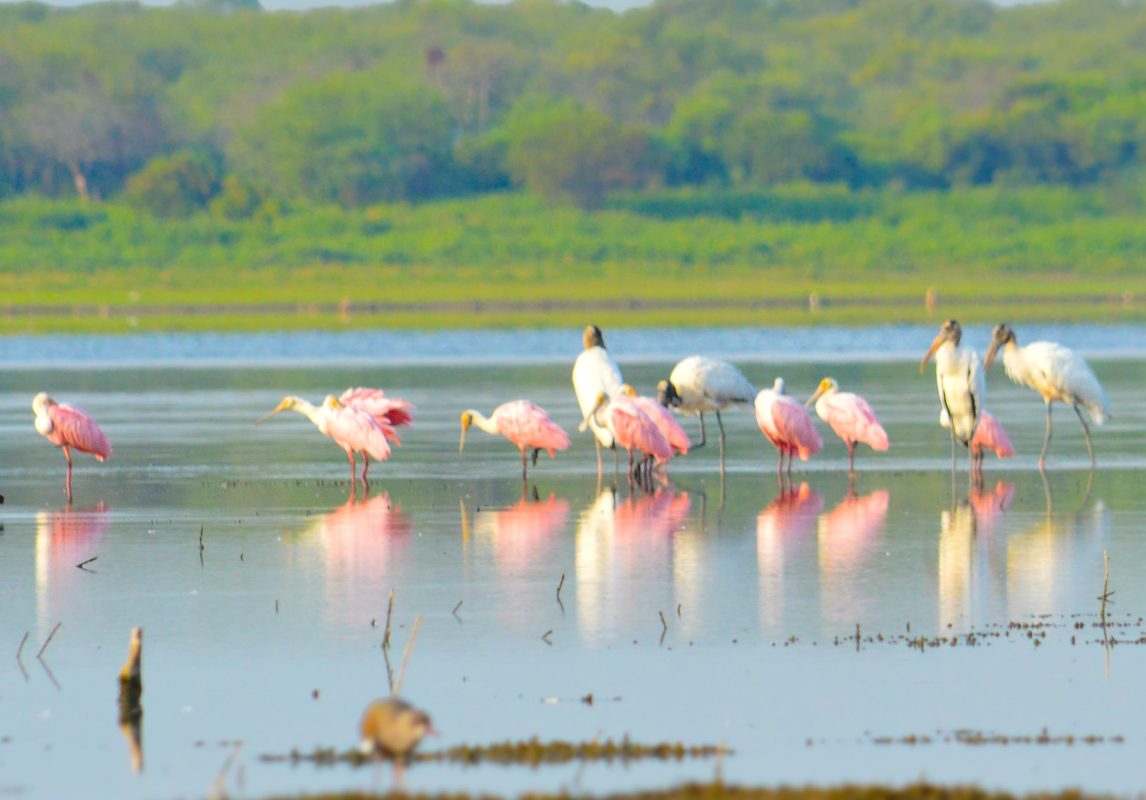 Organizan e invitan al Censo de Aves Acuáticas en la Laguna de Tipiro