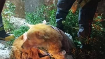 Noble gesto de los bomberos de Termas: Rescataron a dos perritos que cayeron de una terraza