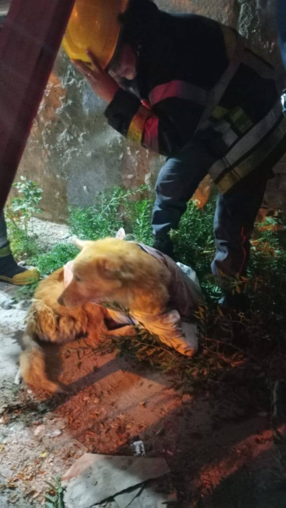 Noble gesto de los bomberos de Termas: Rescataron a dos perritos que cayeron de una terraza