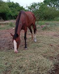 Una mujer salió al patio y halló a su pequeña hija herida por la patada de un caballo