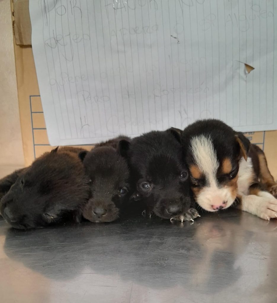Abandonan a cuatro cachorros en una caja con una nota: “Por favor no los dejen afuera”