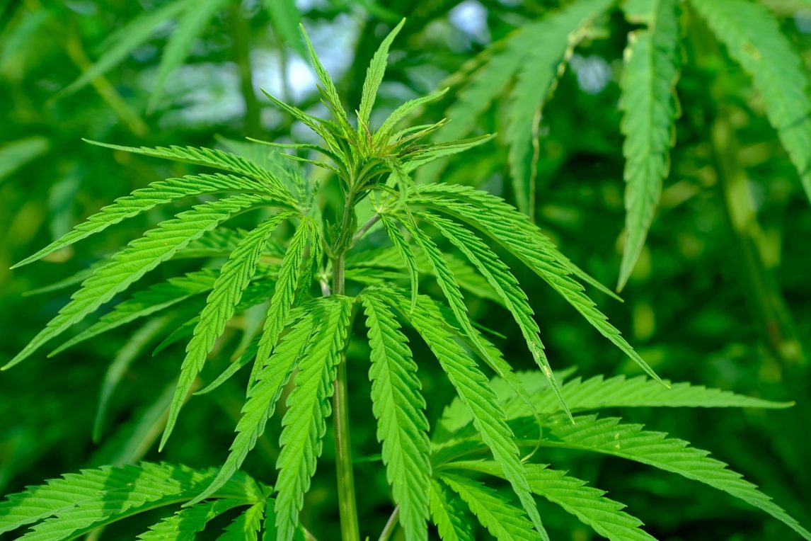 ¿Te pueden meter preso por tener plantas de cannabis en Argentina? Qué dice la ley en 2026