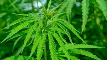 En una investigación por lesiones y amenazas secuestran inmensa planta de marihuana