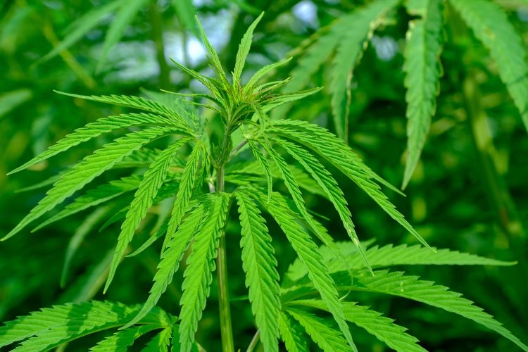 ¿Te pueden meter preso por tener plantas de cannabis en Argentina? Qué dice la ley en 2026