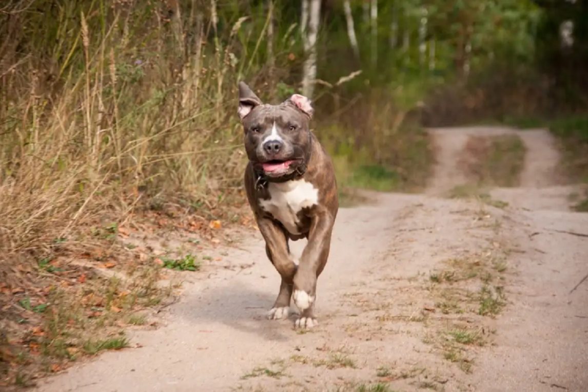 Un joven fue atacado por un perro Pitbull en el barrio Borges: tiene heridas en el rostro y brazos