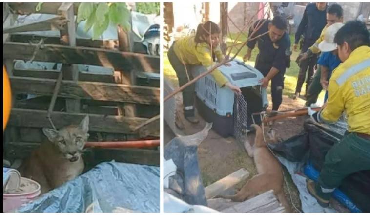 Tremendo susto de vecinos que hallaron un puma concolor en el patio de su casa