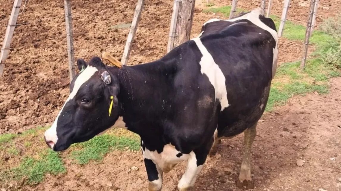 Ataque en una estancia: una vaca apareció con un cuchillo clavado en el lomo