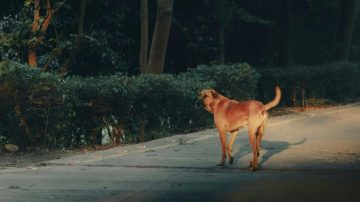Niñas murieron al comer pan envenenado: sus vecinos lo dejaron en la vereda para los perros