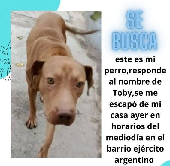 Joven busca a su perro perdido en el barrio Ejército Argentino y pide ayuda a la comunidad