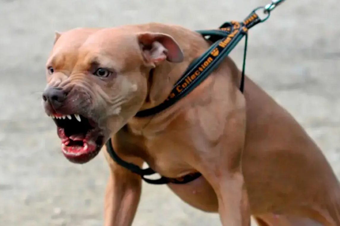 Un nene de 4 años tiene comprometido un ojo, tras el ataque de un pitbull