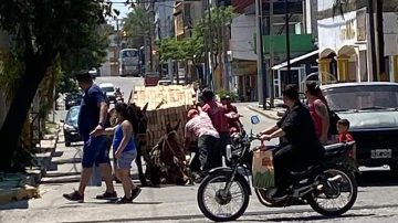 El caballo que se desplomó y sufrió latigazos de su dueño tendrá una nueva vida en una reserva