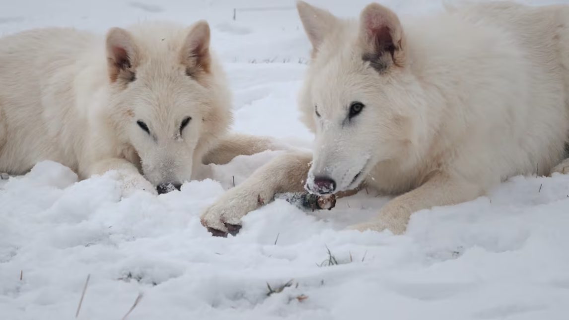 Científicos revivieron un lobo gigante que se extinguió hace 10.000 años