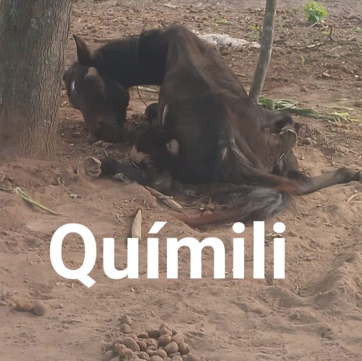 Terrible caso de maltrato a caballos en Quimilí: “Hay cuatro más que están desnutridos”