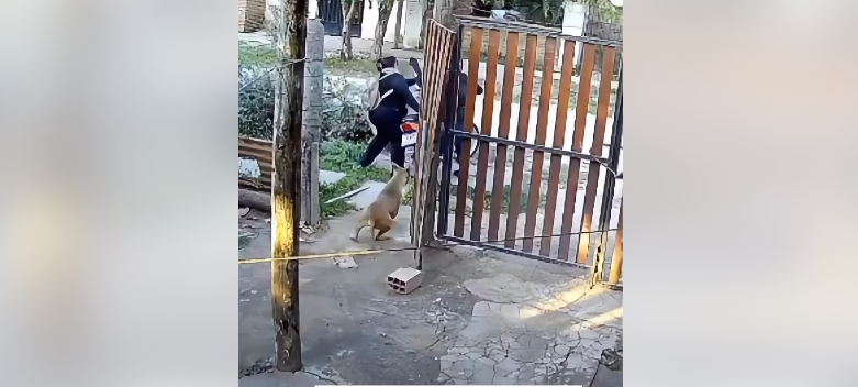 VIDEO. Un ladrón la atacó a palazos para robarle la moto: la salvó su perro provocando la huida del delincuente