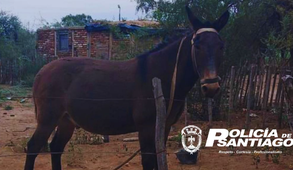 La policía recuperó un burro y un conejo que habían sido robados