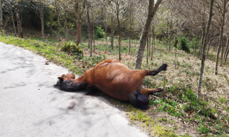 Buscan identificar a un hombre que mató a tiros a una yegua e hirió a dos caballos en Frías