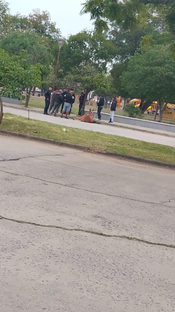 Un caballo cayó abatido mientras tiraba una pesada carga: “Está sin herraduras, es viejo”