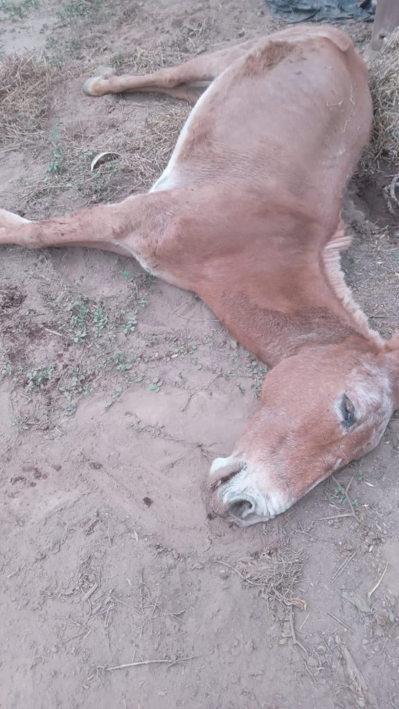 Murió el equino que se desplomó en el B° Autonomía
