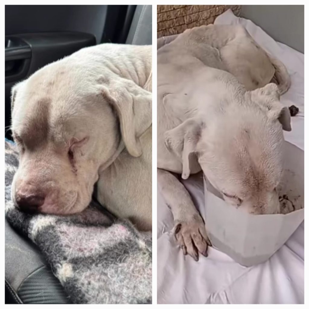 Rescatan a un dogo argentino que estaba “quebrado entero” en una bolsa
