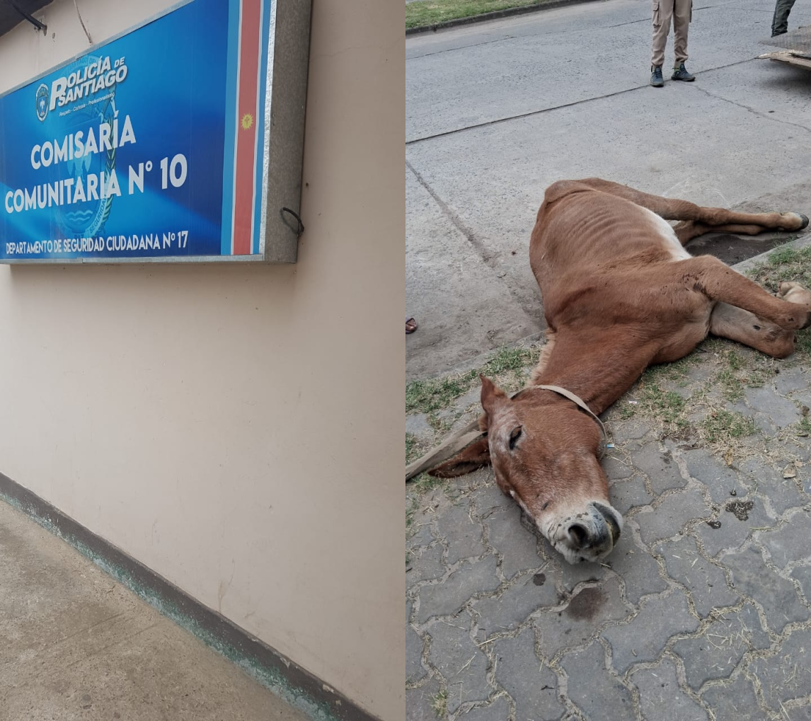 “Nunca había visto algo así”, la dolorosa confesión sobre el caballo que colapsó frente a una iglesia