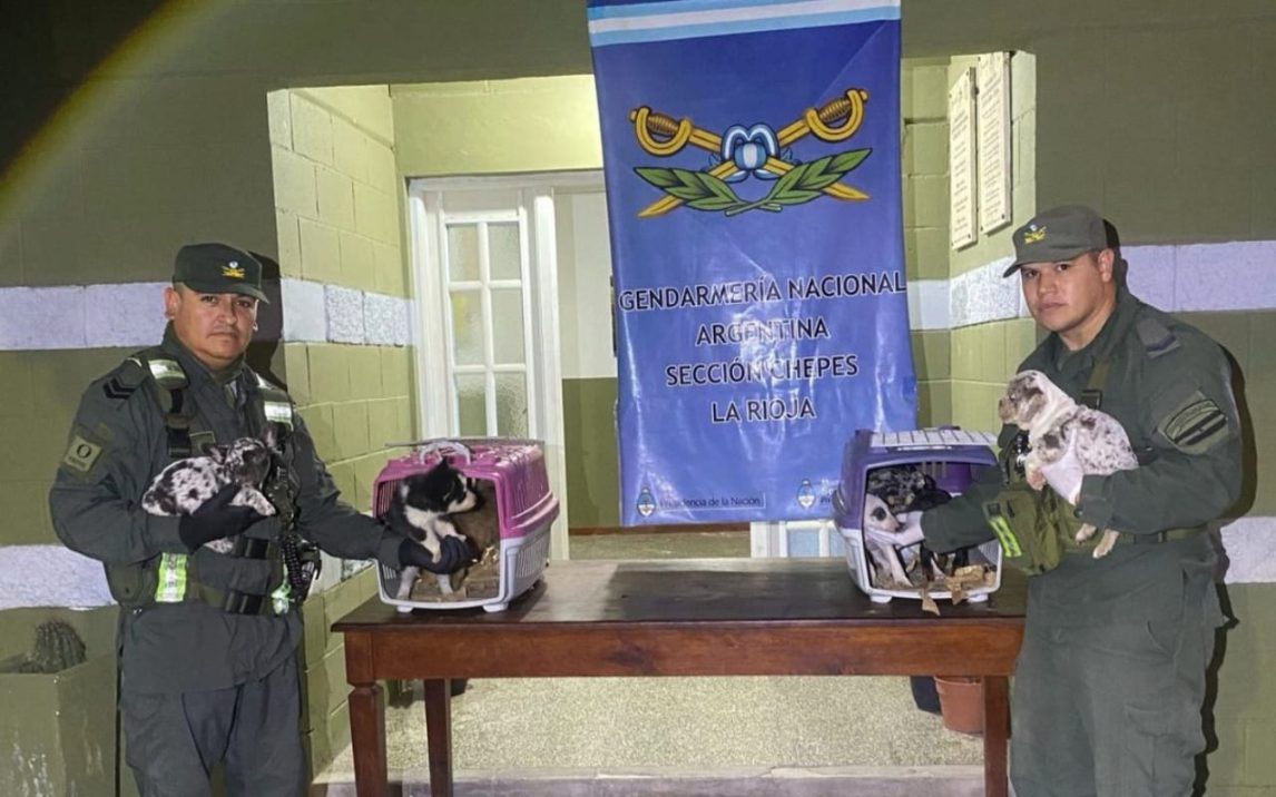 Rescatan perritos maltratados en un colectivo y detienen al responsable