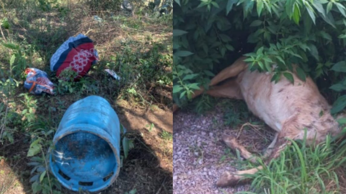 Realizan allanamientos, recuperan bienes y descubren el robo de un animal caprino