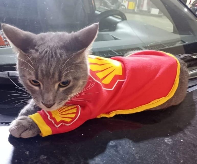 MichiShell: el tierno gesto de una estación de servicios con las mascotas callejeras