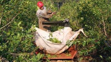 La cosecha de yerba mate, por el suelo: Cayó a mínimos históricos