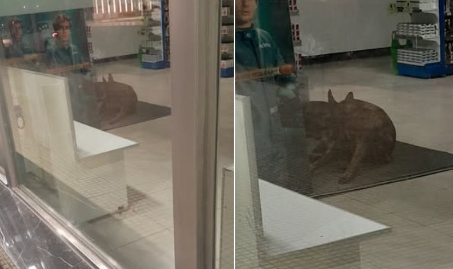 Una farmacia bandeña enternece las redes por su gesto con perritos callejeros