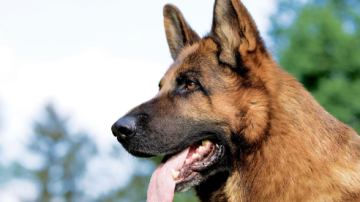 Una mujer fue atacada por un perro Ovejero Alemán: sufrió graves heridas en una de sus piernas