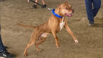 B° Los Flores: Un adolescente fue atacado por dos pitbulls y debió ser hospiatlizado