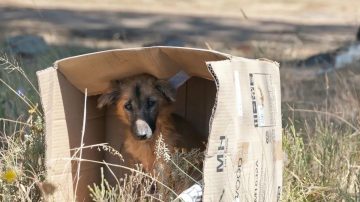 Lanzan una campaña para juntar ropa y mantas para los perros de la calle