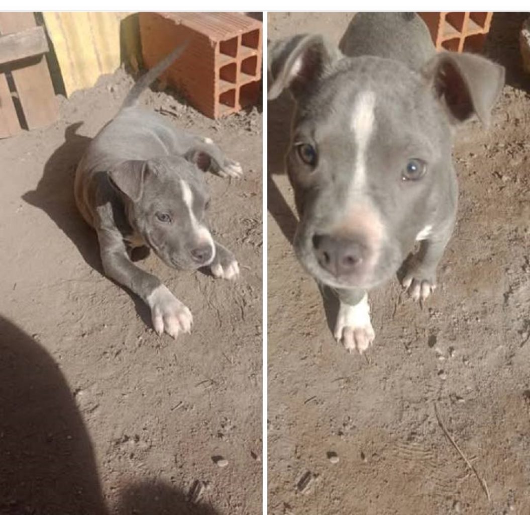 Urgente: buscan a la perrita de una niña y ofrecen $200.000 de recompensa