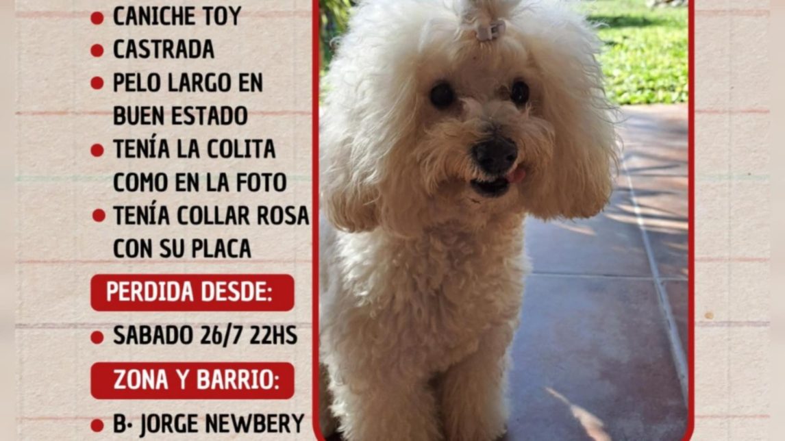 Desesperada búsqueda de Mailén: una perrita se perdió y su familia ofrece recompensa para recuperarla