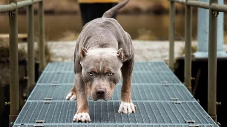 Vecinos asfixiaron y mataron a un pitbull que atacó a su dueño
