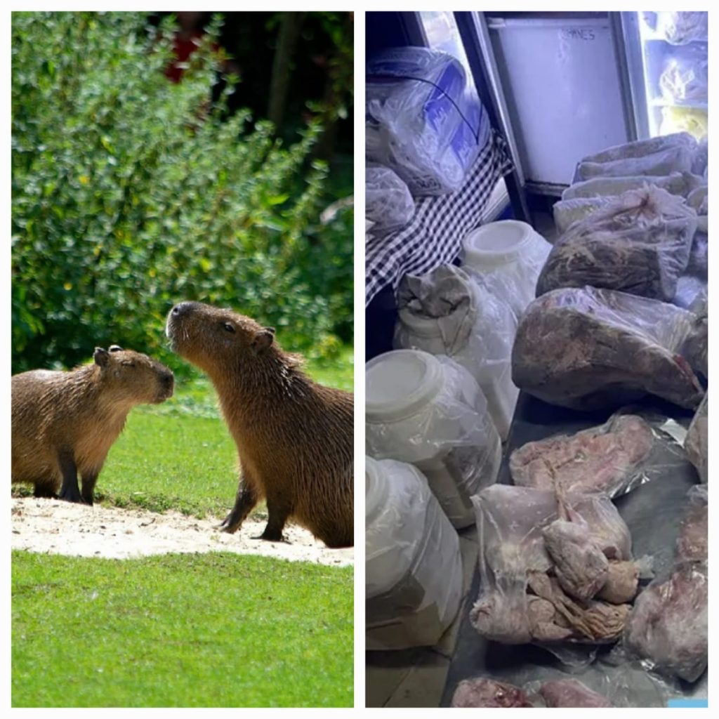 Clausuraron un restaurante que cocinaba con carne de carpincho, ranas y yacarés