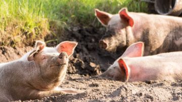 La Banda: Buscan intensamente a “Pispilito” por robar lechones y cabritos