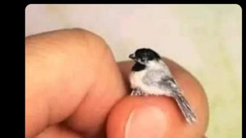 Estallaron los memes tras la filtración del video íntimo de Mauro Icardi
