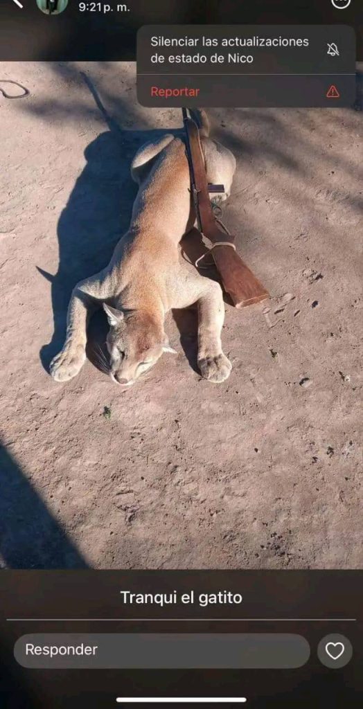 Mató a tiros a un puma y lo presumió en WhatsApp: “Tranqui el gatito”