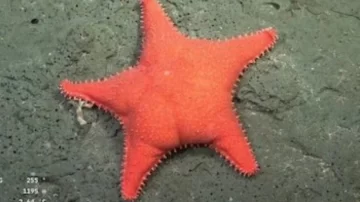 La “Estrella culona” del CONICET es la “envidia de cualquier político nacional”: Los motivos