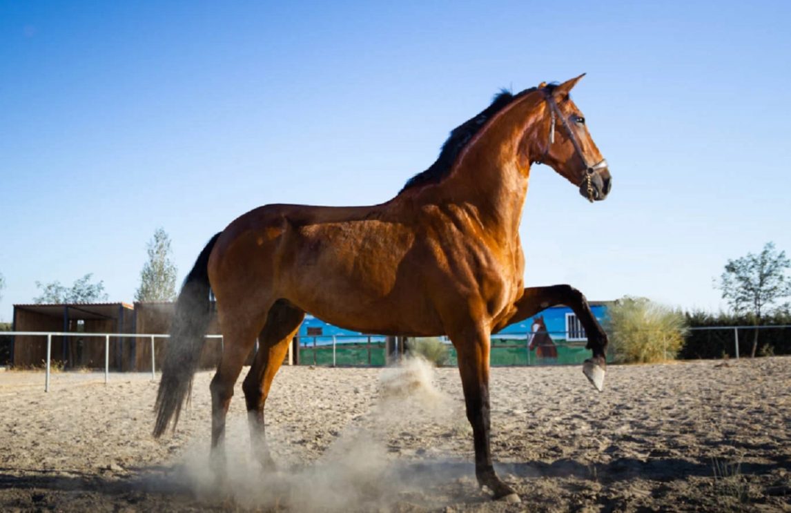 Una mujer quiso vender un caballo de carreras y la estafaron con más de $600.000
