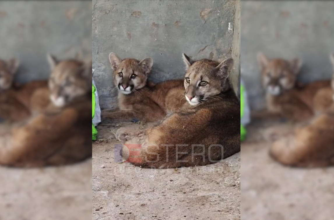 Rescataron a dos ejemplares de puma y los trasladaron a un centro de rehabilitación