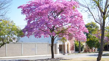Lapachos o la razón detrás de que en cada agosto Santiago del Estero se vista de rosa