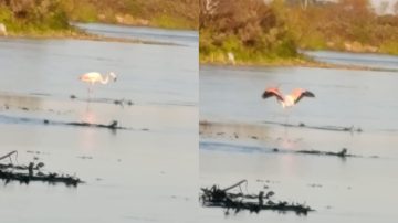 Una inesperada visita causó sorpresa en el río Dulce: “¡Un flamenco, un flamenco!”