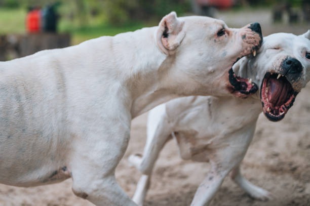 Escalofriante: quiso separar una pelea de perros y terminó con un dedo amputado