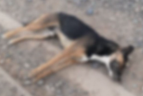 Investigan a un hombre acusado de matar a tres perros, utilizando un veneno letal para humanos